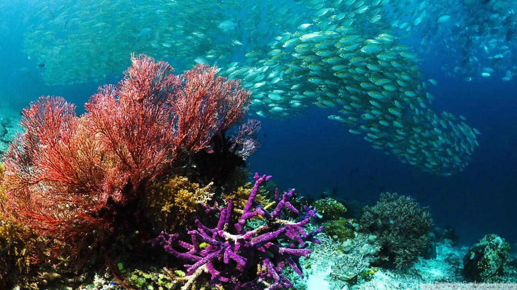 Download School Of Tropical Fish Wallpapers 1920x1080