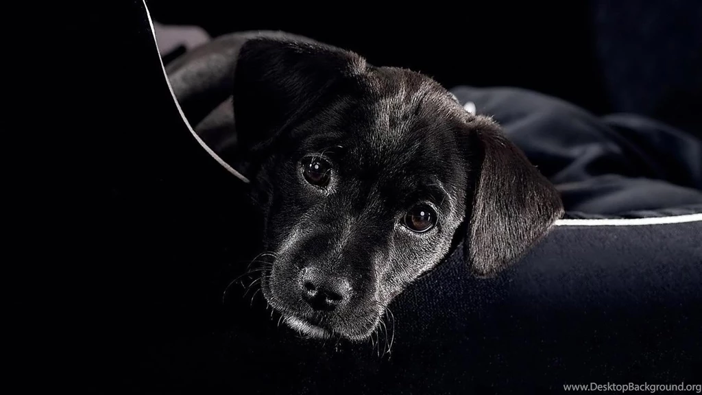 Desktop Wallpapers · Gallery · HD Notebook · Black Puppy Laptop ...