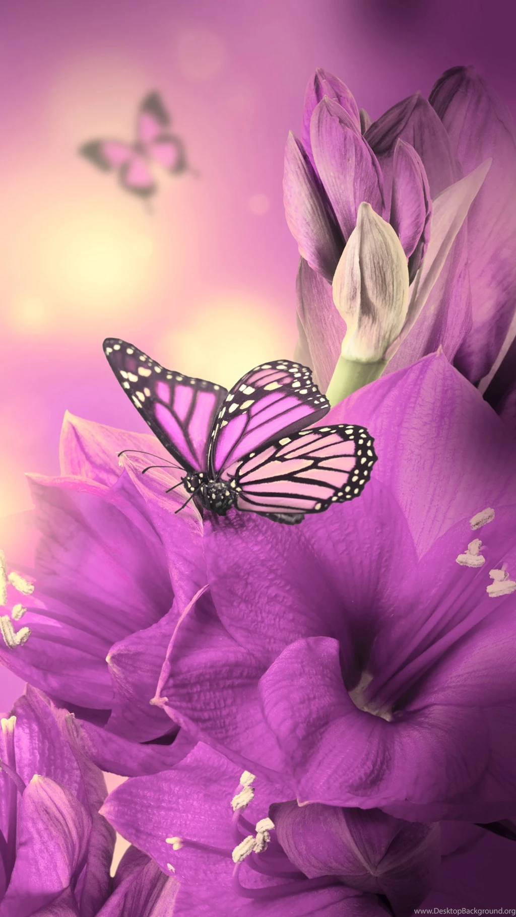 30 COLORFUL BUTTERFLY WALLPAPERS FREE TO DOWNLOAD ...