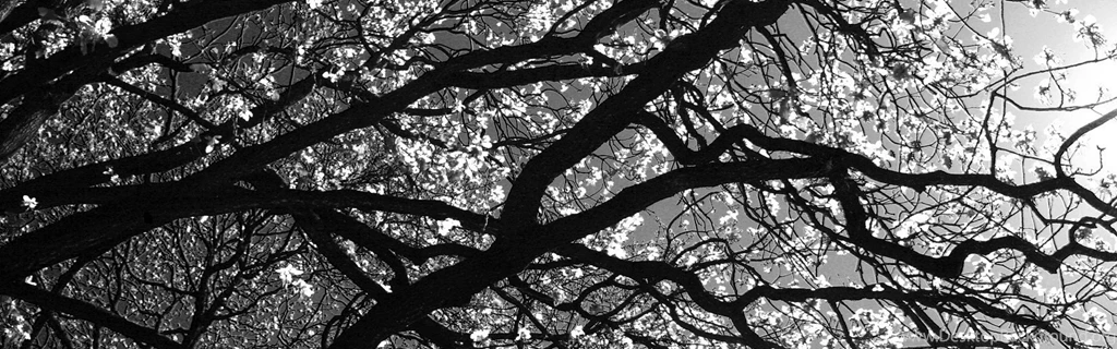 Download Wallpapers 3840x1200 Branches, Tree, Black and white Dual ...