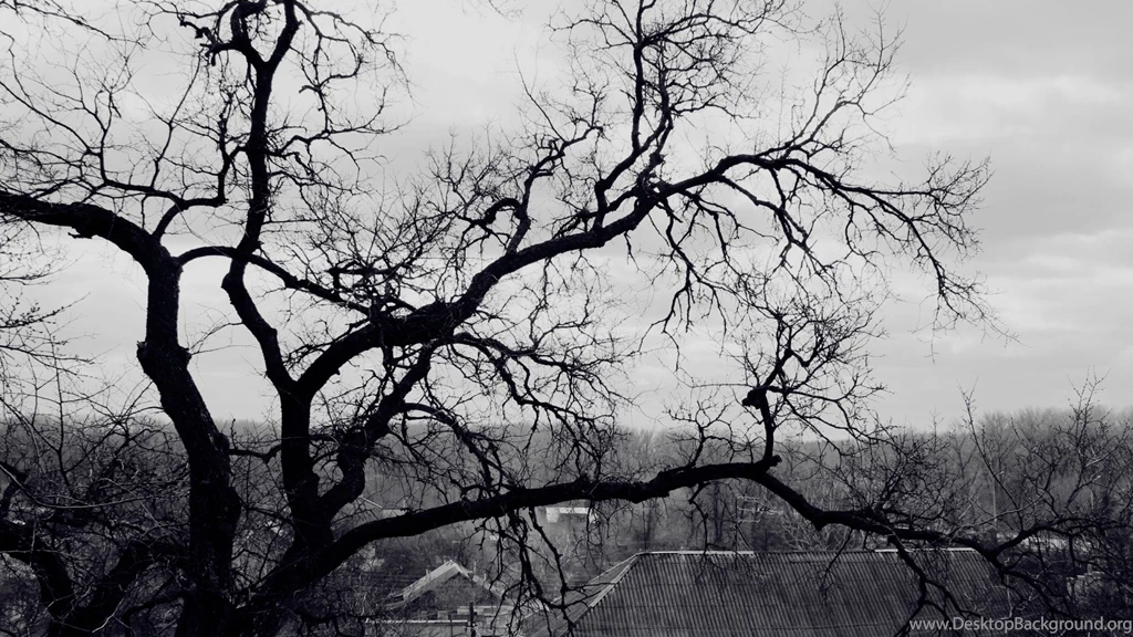 Download Wallpapers 1920x1080 Tree, Branches, Black and white, Roof ...