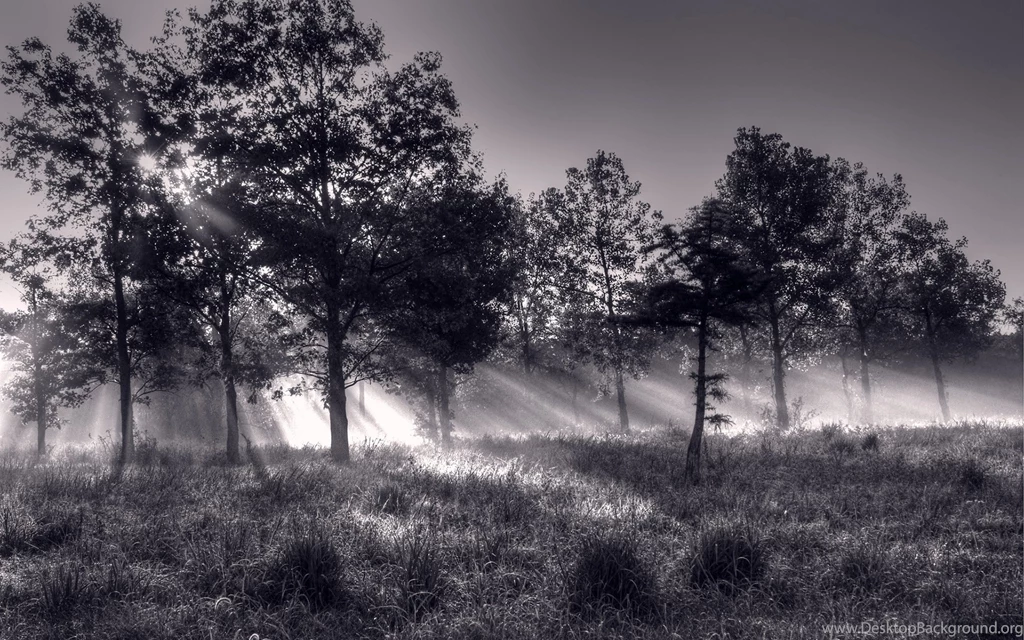 Wallpapers Black And White Trees