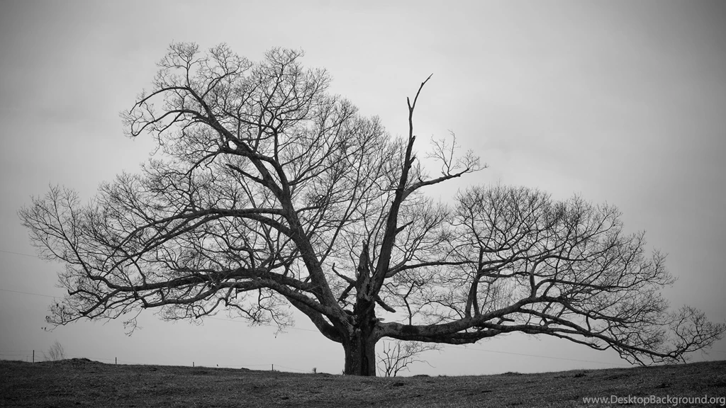 Old Tree (Black And White) Wallpapers, HD Desktop Wallpapers
