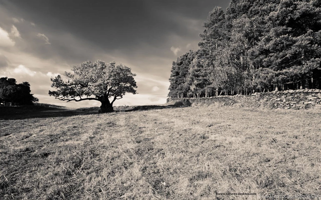 Wallpapers Black And White Trees