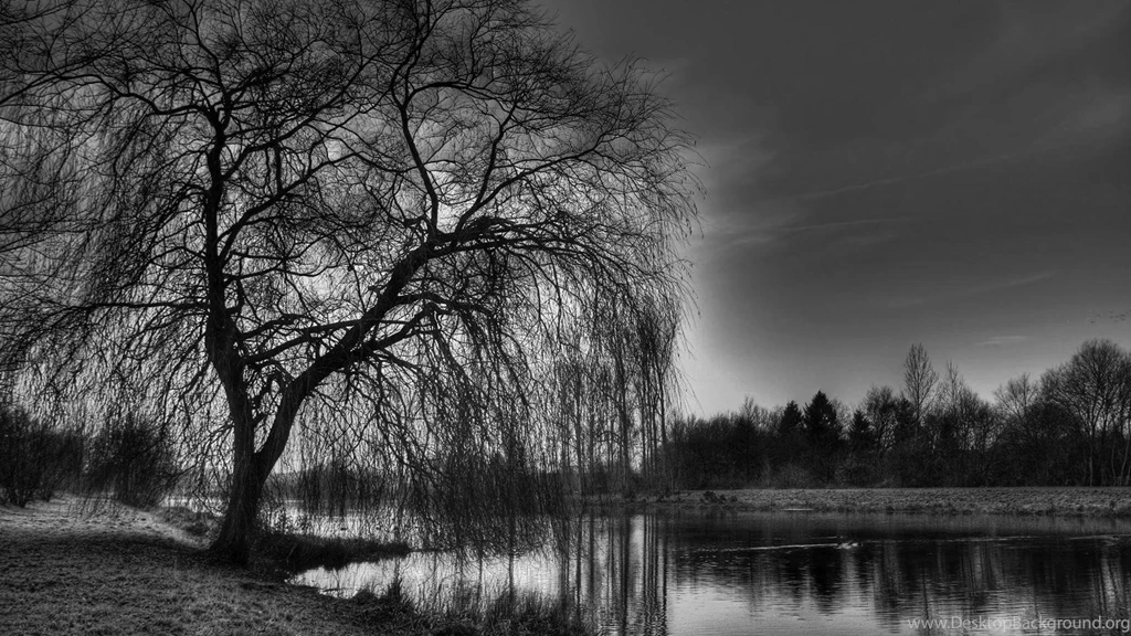 Tree Black And White Widescreen Desktop Wallpapers 4277 Amazing ...