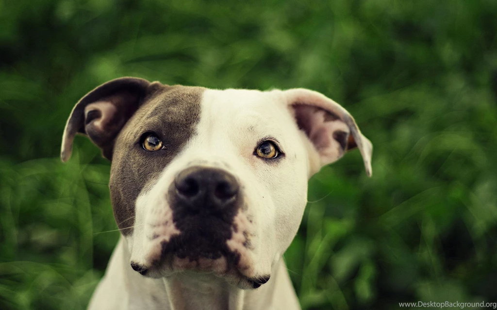 Pit Bull Dog Hd Wallpapers Pit Bull Desktop Images Cool Wallpapers ...