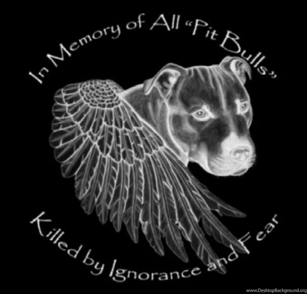Pitbulls Wallpapers And Pictures