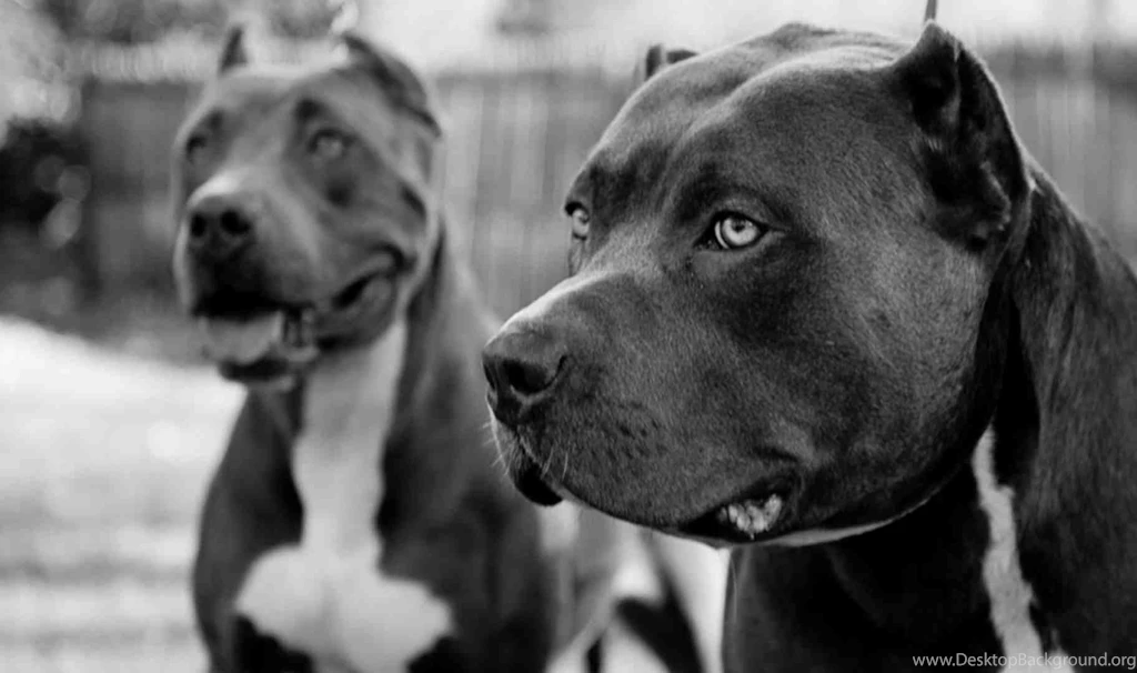 Pictures Of Pitbulls On Animal Picture Society