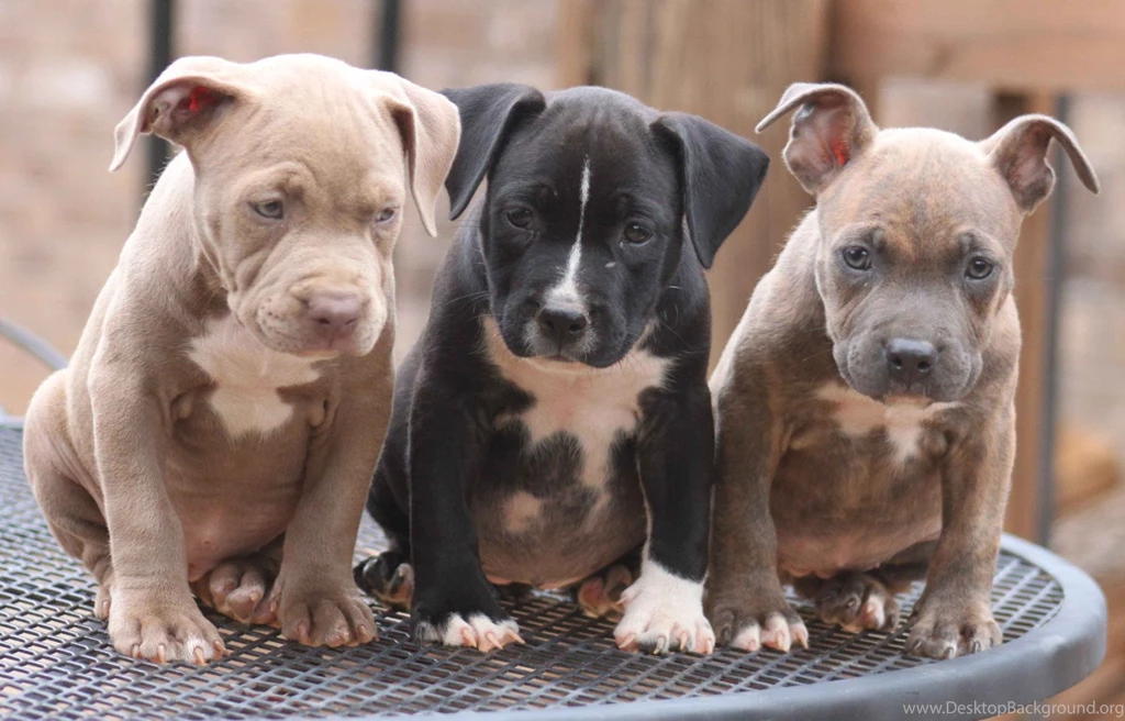 Pitbull Dog Puppy High Definition Wallpapers Cool Desktop Images ...