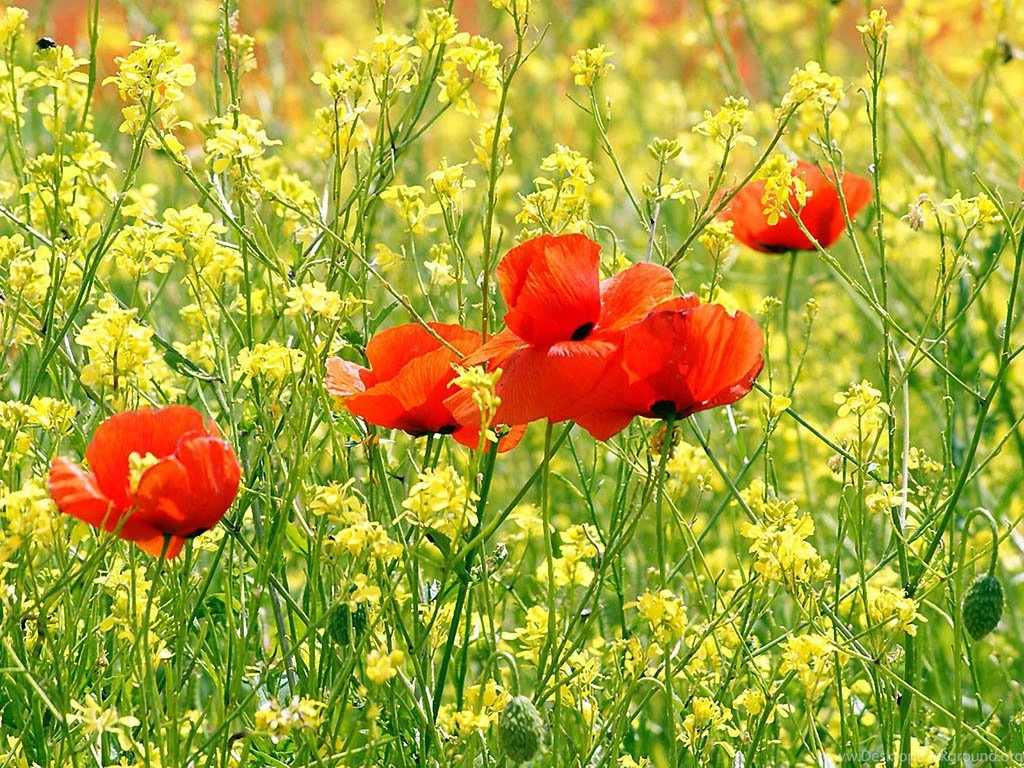 Wallpaper: Poppy Flowers Desktop Wallpapers