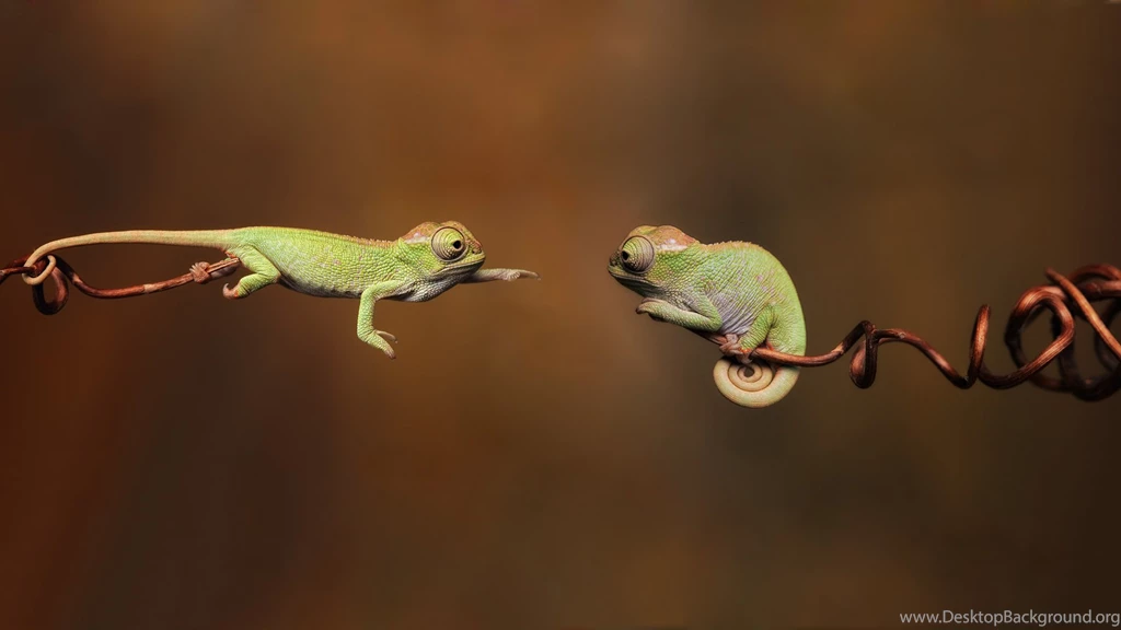 Index Of /scraper/data/alphacoders/Reptile Wallpapers