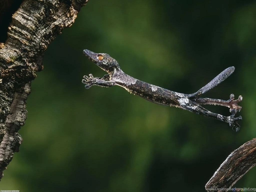 Index Of /scraper/data/alphacoders/Reptile Wallpapers