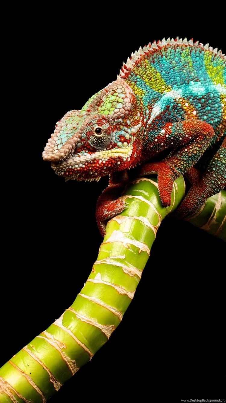 iPhone 6 Reptile Wallpapers HD, Desktop Backgrounds 750x1334