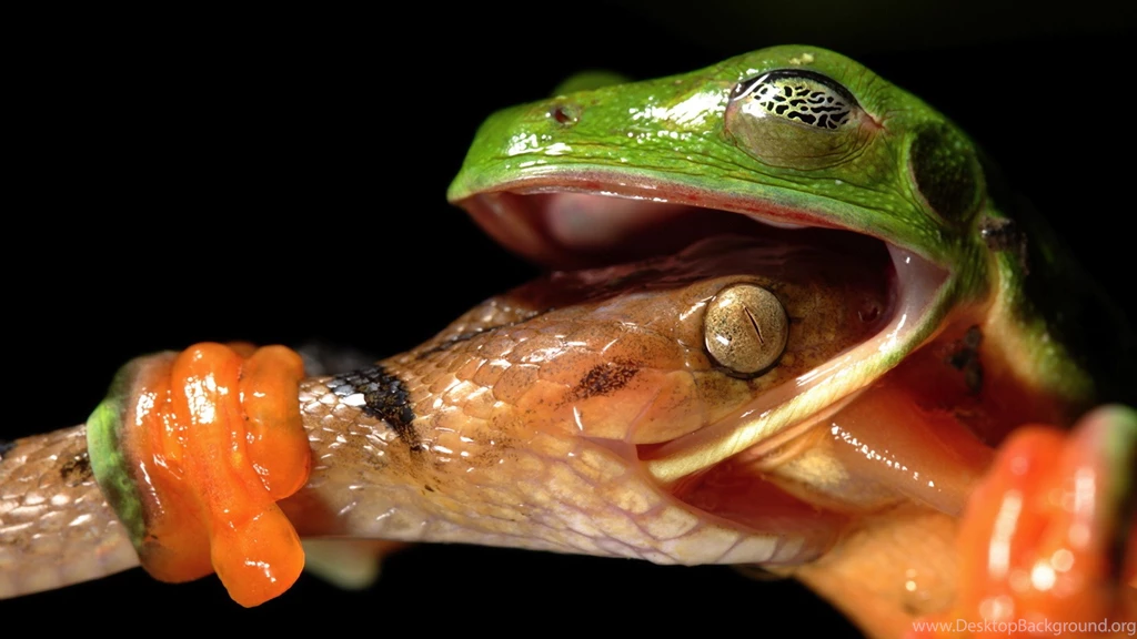 Reptile Computer Wallpapers, Desktop Backgrounds