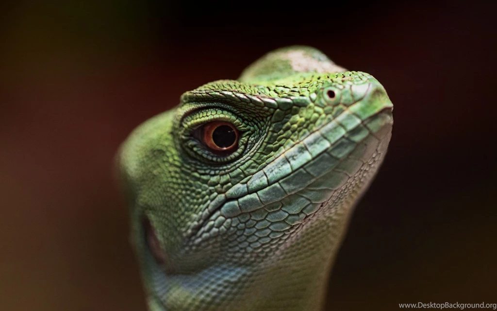 1600x1200px Reptile