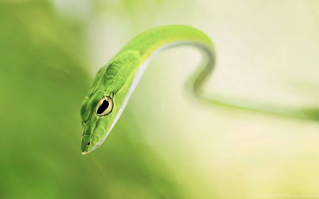 Snake, Desktop, Macro, Photo, Animals, Wild, Reptile, Hd, Wallpapers