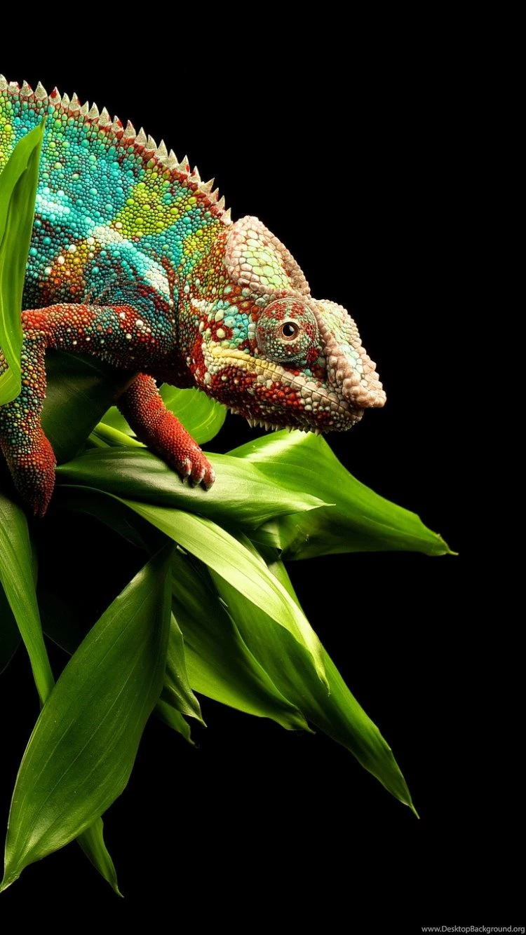 iPhone 6 Reptile Wallpapers HD, Desktop Backgrounds 750x1334