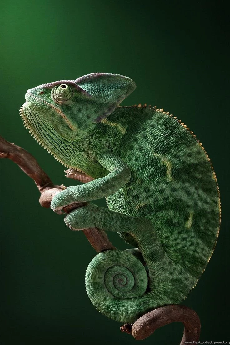 Http://www.free desktop backgrounds.net/Animal reptiles wallpapers ...