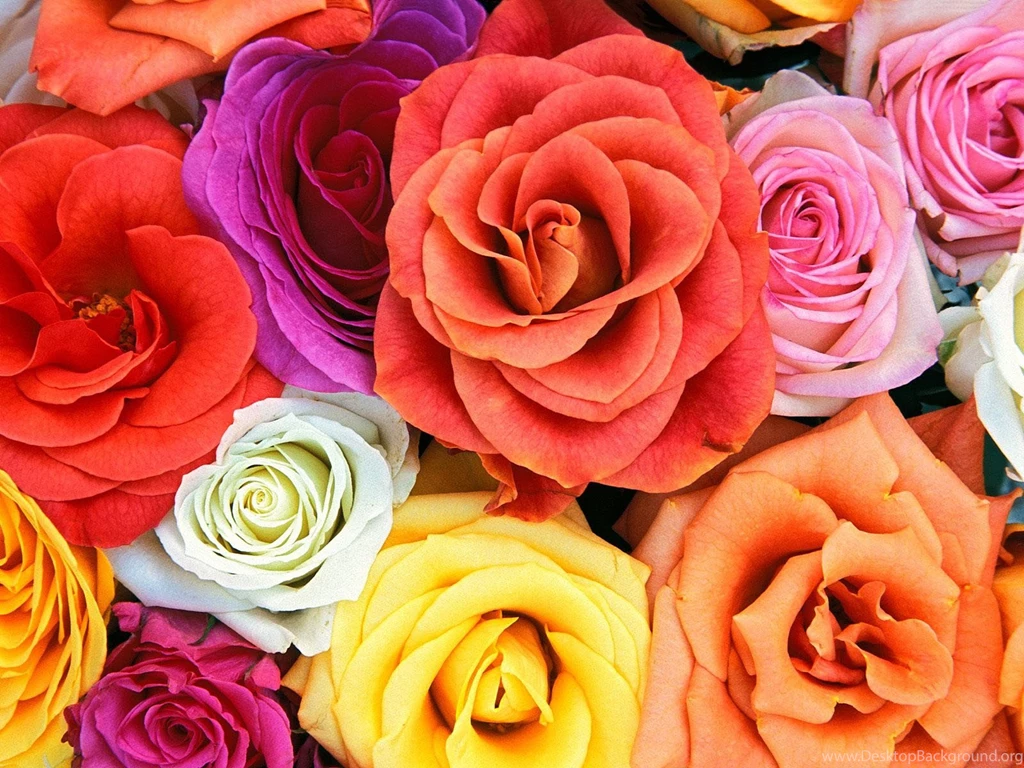 Wallpapers Flowers