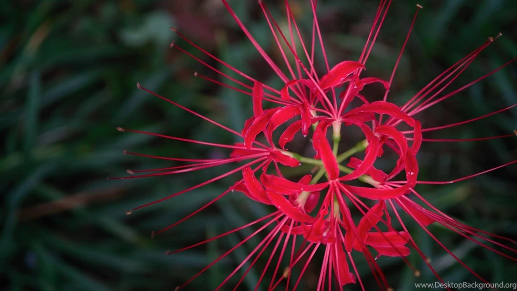 Computer Wallpaper Flowers.jpg