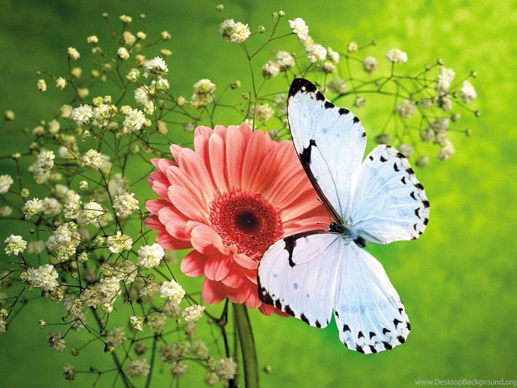 Download Butterflies Desktop Backgrounds Hd Wallpapers In High