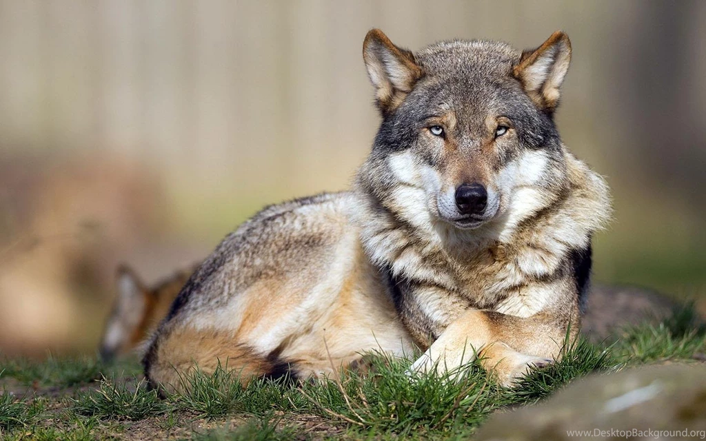 Wolf Wallpapers HD For Desktop Backgrounds JM3