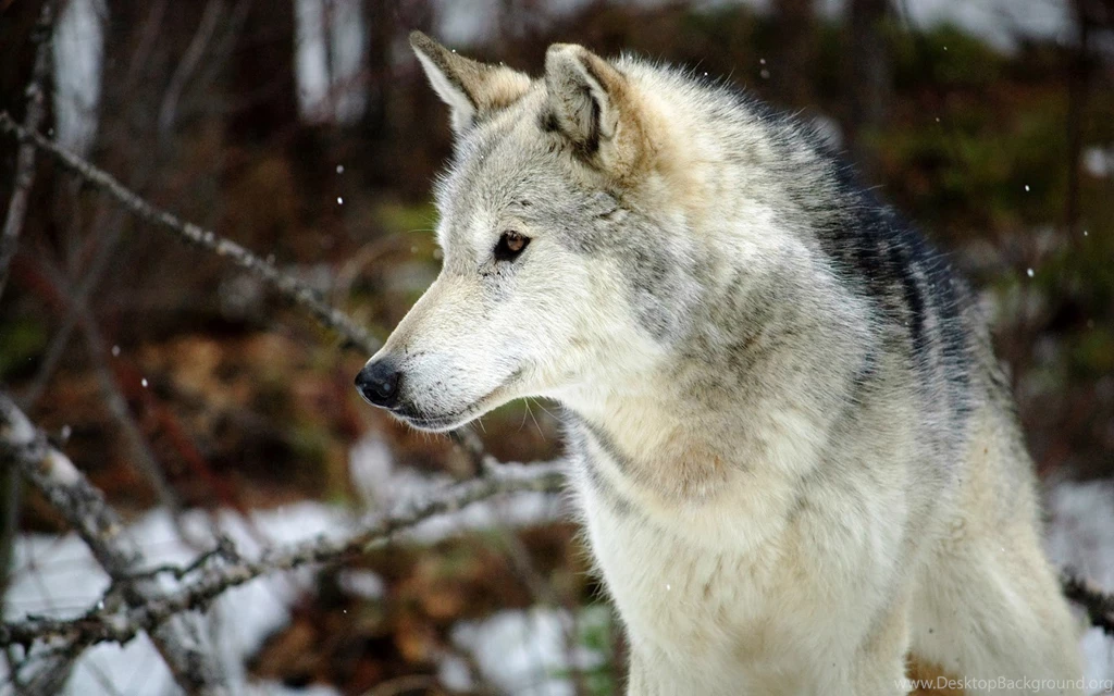 Computer Cute Wolf Wallpapers, Desktop Backgrounds 1680x1050px Id