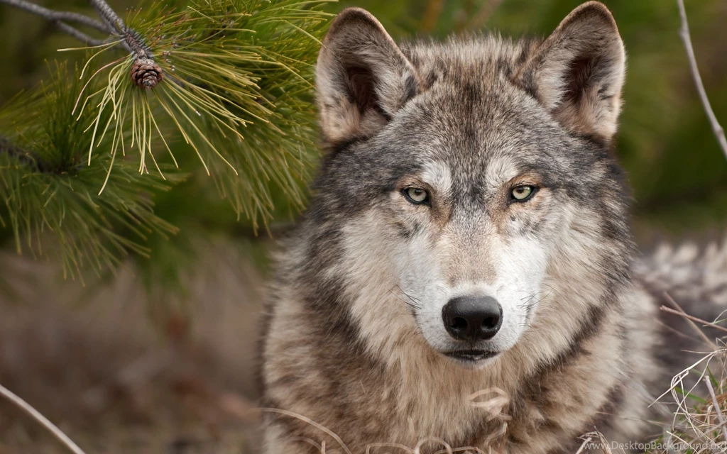 Desktop Wolf Wallpapers