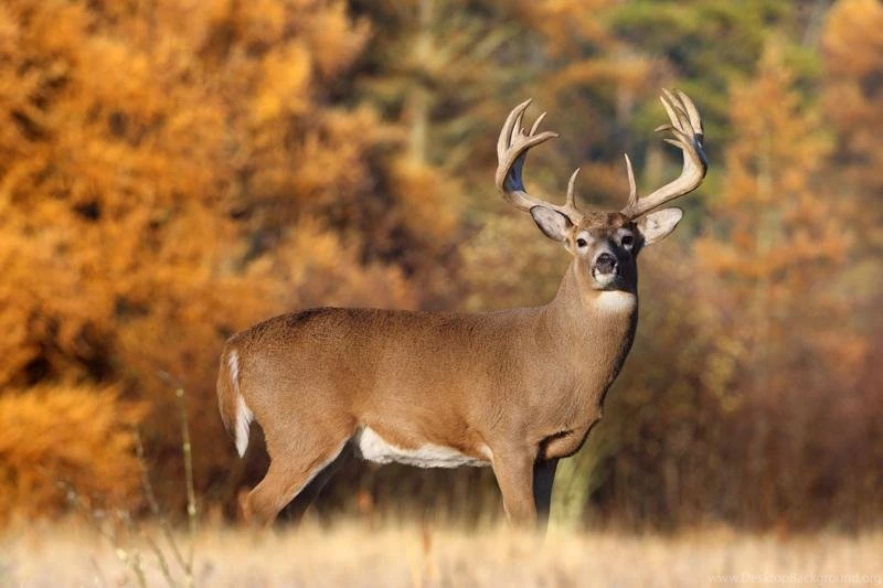 Monster Buck Wallpapers Wallpapers Zone