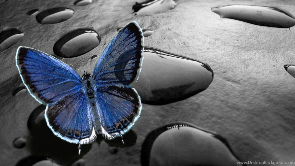 Cute Animated Wallpapers HD CuteWallpaper.org