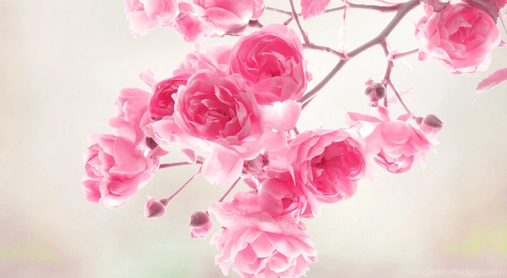Beautiful Pink Flowers Backgrounds HD Wallpapers