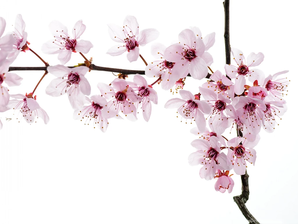 Spring Blooming Flowers, Pink And Tiny Flowers On White Backgrounds ...