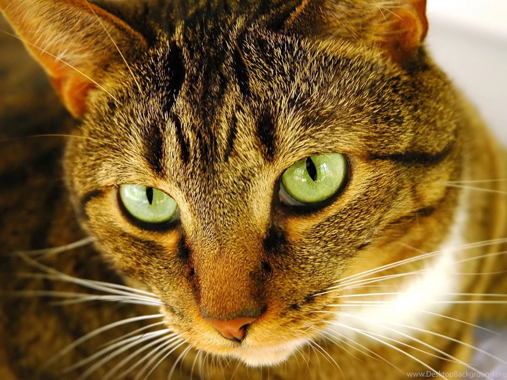 2746851 Warrior Cats Forever Wallpapers (30386587) Fanpop