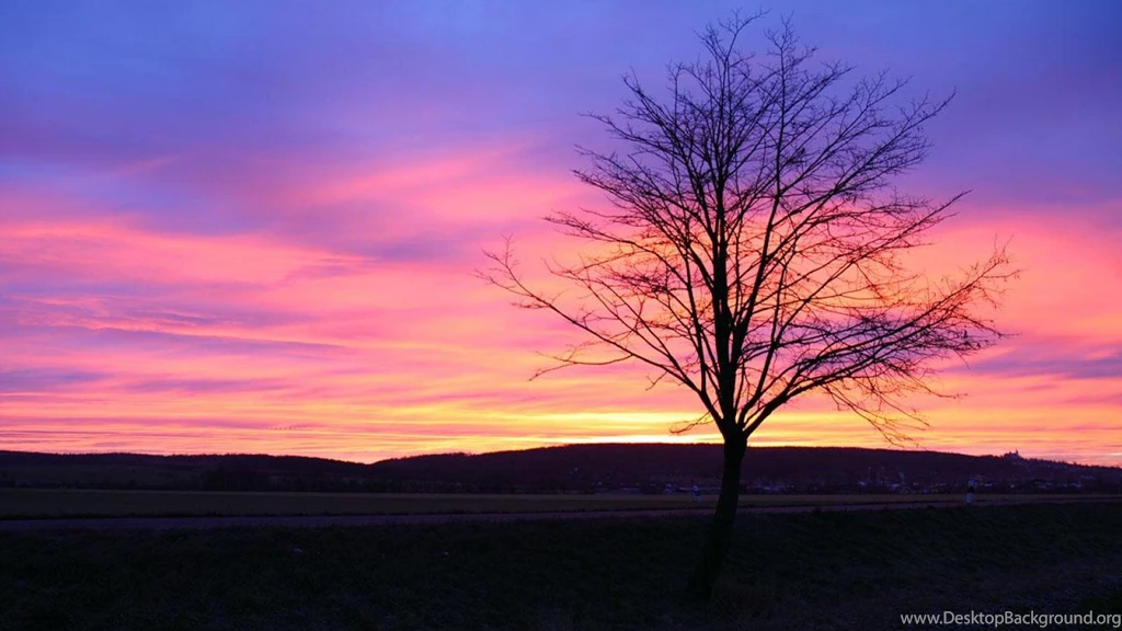 Lonely Tree With Pink Sky (