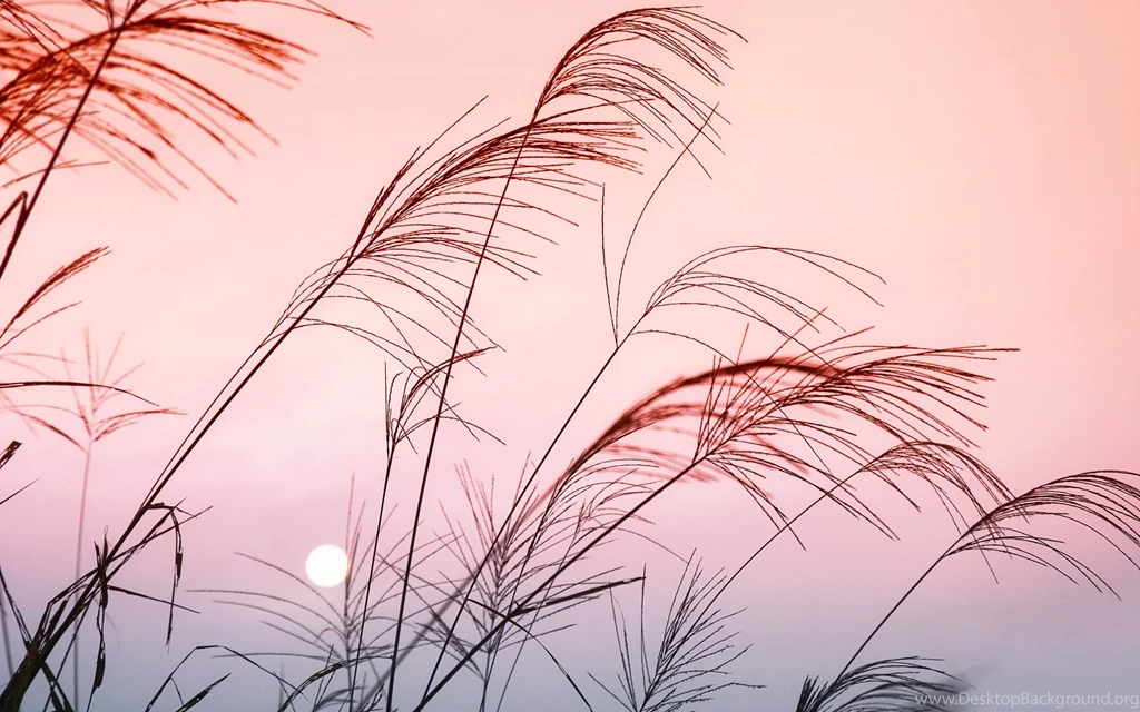 Pink Sky Wallpapers