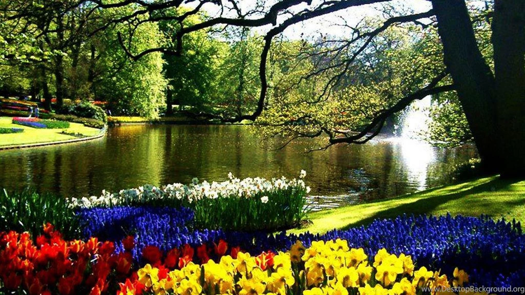 FLOWERS IN KEUKENHOF NETHERLANDS WALLPAPER (