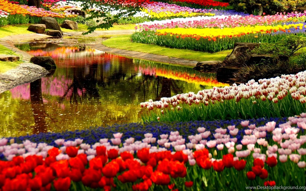 Keukenhof Wallpapers