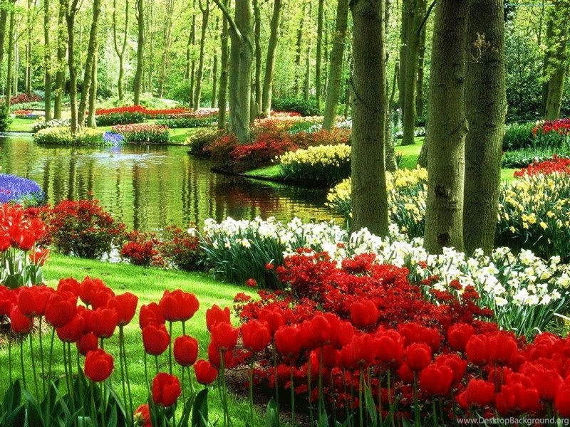 Keukenhof Garden Free Computer Wallpapers