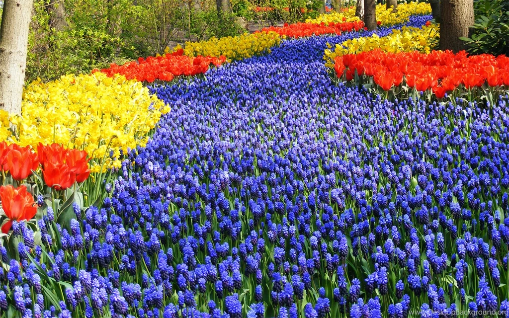 Gardens Wallpaper: Keukenhof Garden Full Hd Wallpapers Travel Hd ...