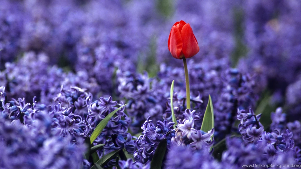 Flower, Keukenhof, Garden, Holland, Independence, Wallpapers ...