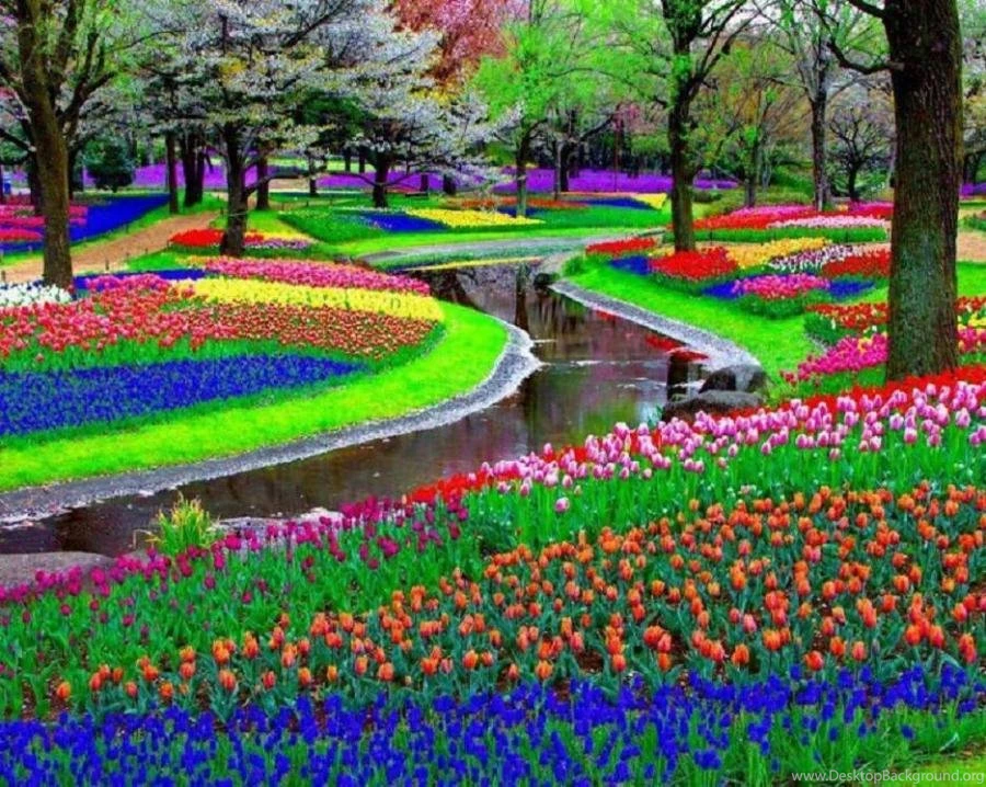 Keukenhof Park Near Amsterdam... Pixdaus