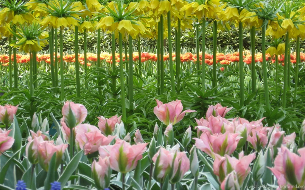 Keukenhof Gardens Holland, Photos, Amsterdam, 1920x1200 HD ...