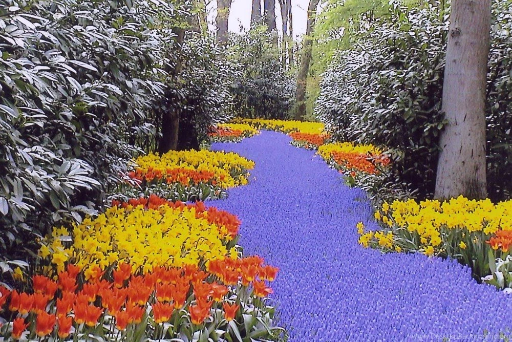 Keukenhof Garden Flowers Wallpapers