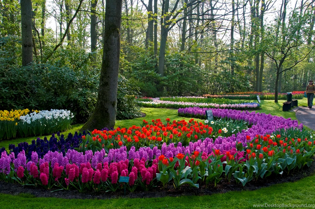 Wallpapers Parks Keukenhof Lisse Netherlands Nature Image