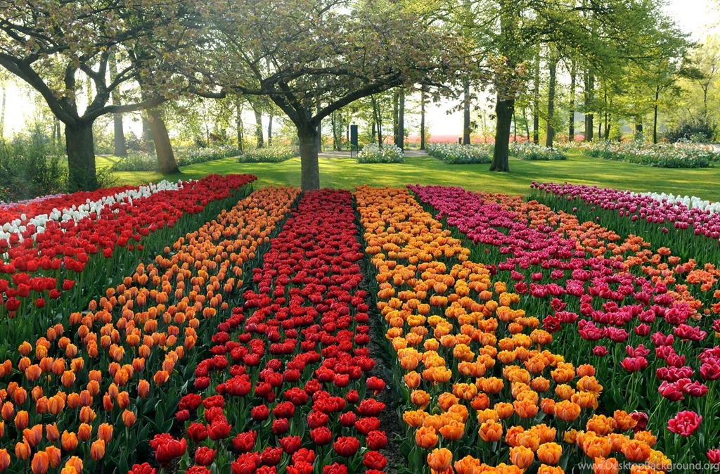 Trololo Blogg: Keukenhof Gardens Wallpapers