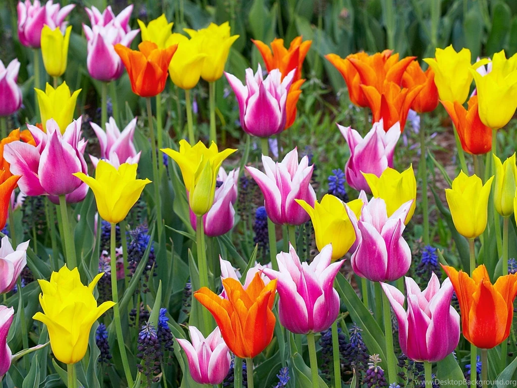 Colorful Tulips Keukenhof Gardens Lisse Holland Flowers ...