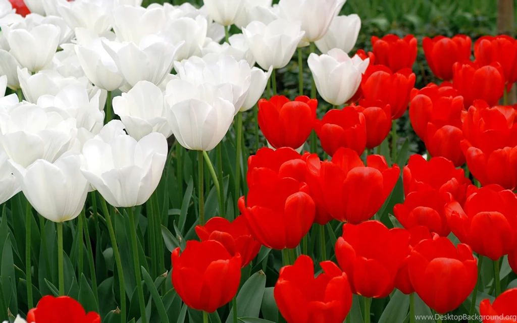 Keukenhof Tulip Garden Tulip Flowers Gallery 1440x900 NO.3 ...