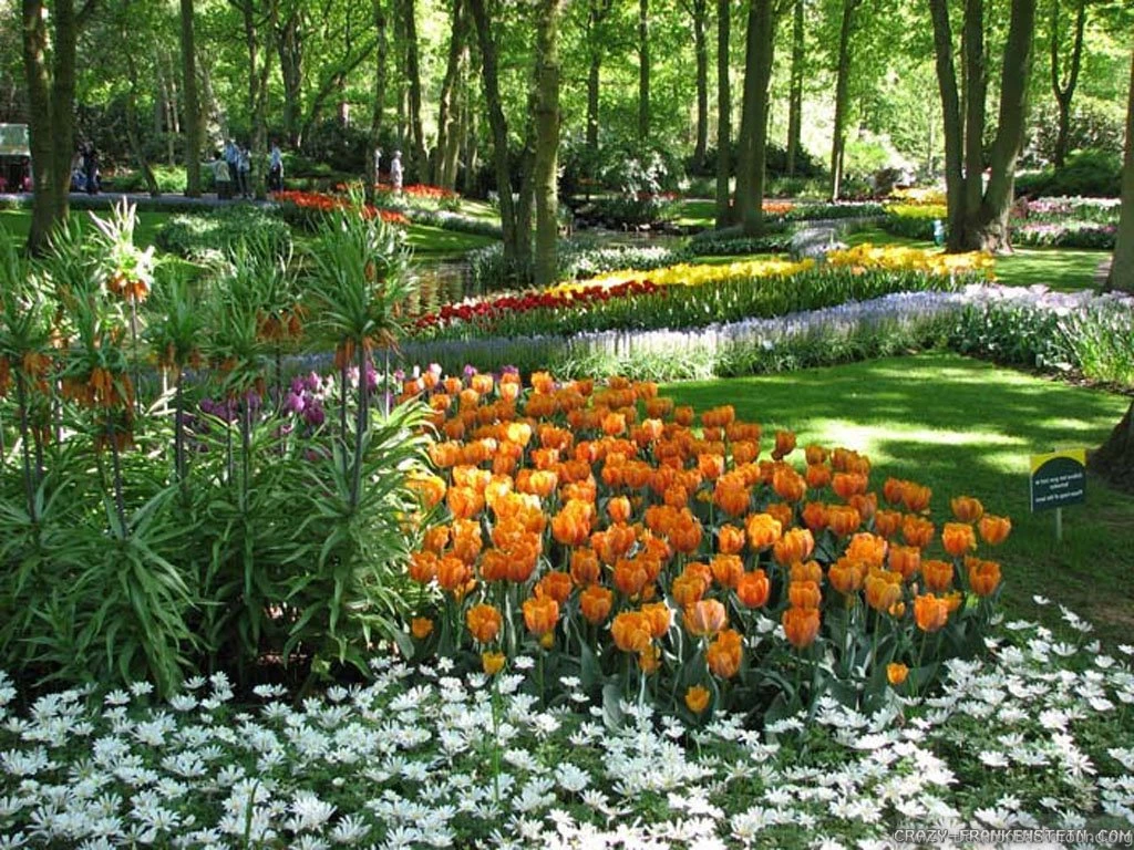 Flower Park Wallpapers 2 Crazy Frankenstein