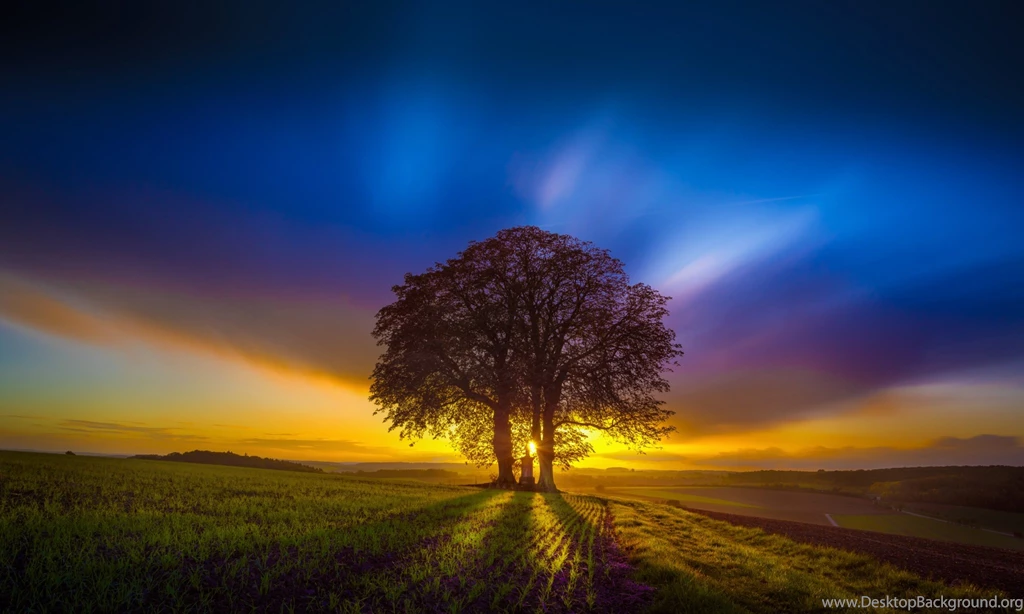 Sunset Tree Desktop HD Wallpapers StylishHDWallpapers