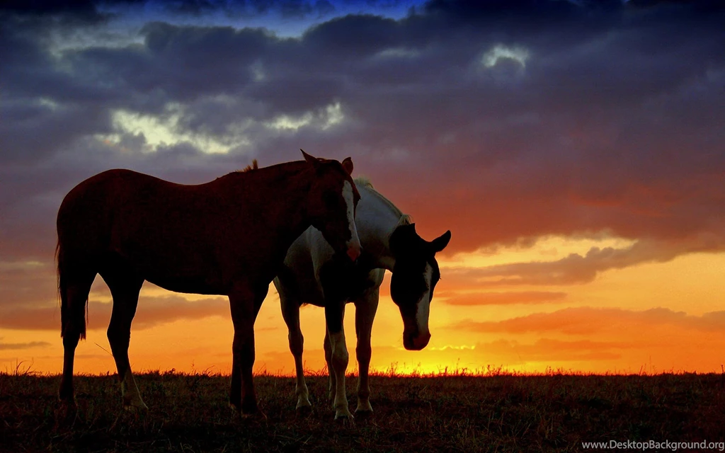 Horse Sunset Backgrounds